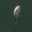 The Grieving Dolphin वॉलेट
