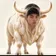 KIMCHIBULL