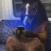 horseonfomo