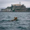 Alcatraz Coyote