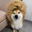 Portafoglio Big Hair Inu