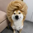 Big Hair Inu Wallet
