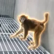 The Lab Monkey Wallet