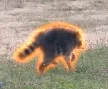 Billetera Jimothy The Raccoon