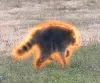 Jimothy The Raccoon