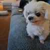 r/dog