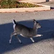 Portafoglio deerabbit
