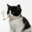 Monedero de CigCat