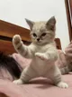 FU