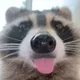 BANDIT