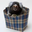 Bag Monkey 钱包