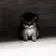 AURACAT