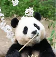 Кошелек FuBao