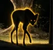 The Maned Wolf 钱包