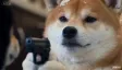 shiba wif gun Wallet