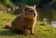 CATTYBARA⁠