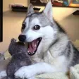 Pun Dog Wallet