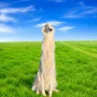 The Long Dog ওয়ালেট