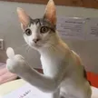 Carteira flipcat