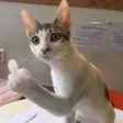 Portefeuille flipcat