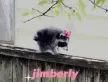 jimberly the raccoon Wallet