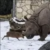 The Alpha Deer