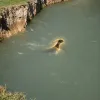 The Herd theory