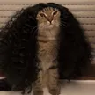 محفظة Cucurella Cat