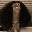 محفظة Cucurella Cat
