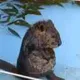 KOROKKE