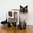 Billetera The Unbroken Cat