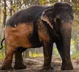 Leelavati The Elephant वॉलेट