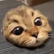 Billetera peepcat