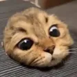 peepcat Wallet