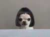 dogwifwig