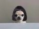 WIG