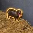 Carteira The Pygmy Hippo