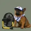 Dunkin The Chill Frenchie