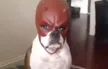 Billetera Daredevil Dog