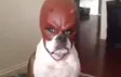 Кошелек Daredevil Dog