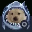 sharkdog Wallet