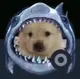 SHARKDOG