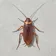 COCKROACH