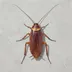 COCKROACH