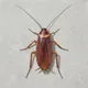 COCKROACH