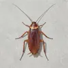 cockroach