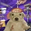 Psyop Dog Wallet