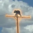 ‌Ví Jimothy On Pole