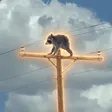 ‌Ví Jimothy On Pole