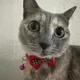 ELIZABETH